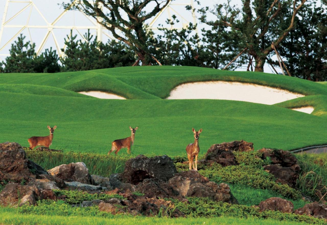 Ardenhill Resort & Golf Jeju Ngoại thất bức ảnh